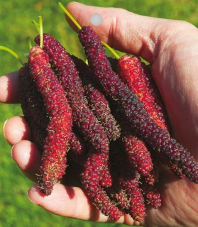 Morus alba x Morus macroura 'Sisiphus Everbearing'